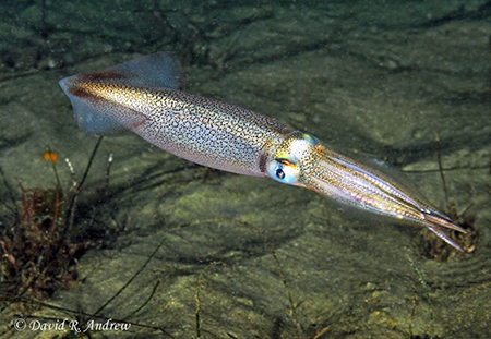 squid
